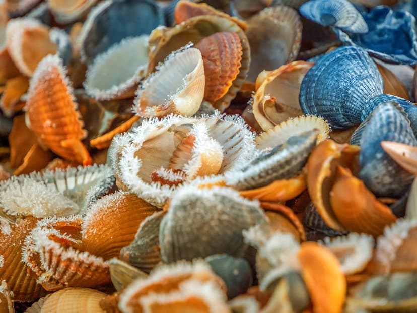Frosted seashells with crystalline ice in orange and blue tones rest on a wintry shoreline under macro focus.
