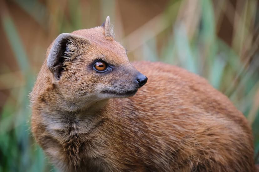 Yellow mongoose with golden fur and orange eyes looks left against a blurred green and tan savanna background.