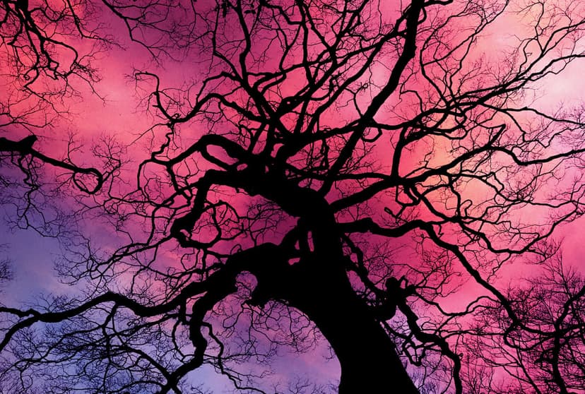 Skeletal tree branches silhouetted against a vibrant gradient of purple and pink during a dramatic sunset.