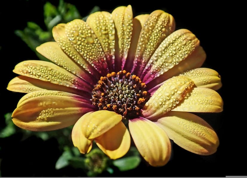 Yellow daisy petals covered in clear dewdrops surround a dark purple center against a blurred dark background.
