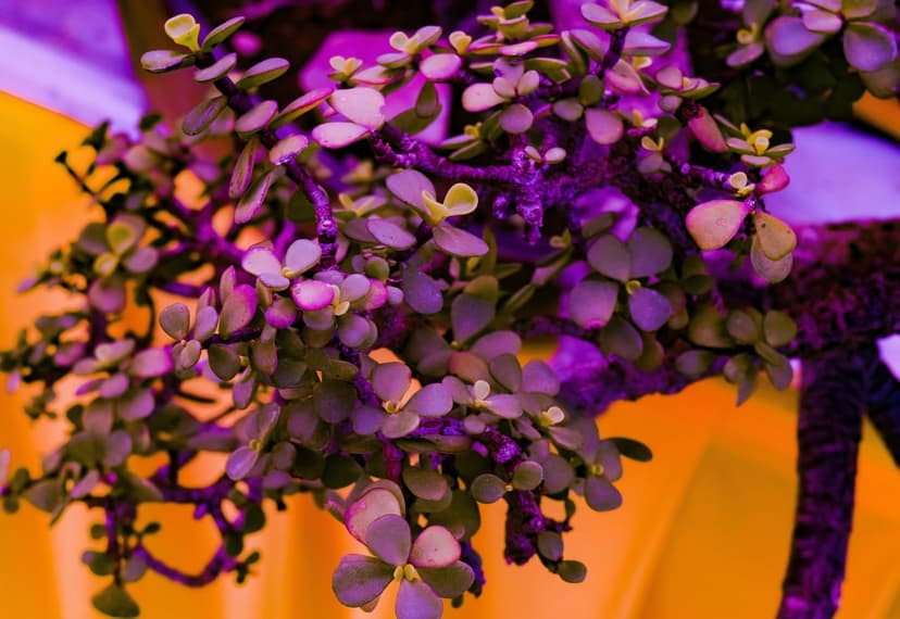 Portulacaria afra bonsai with purple and green leaves rests against a solid vibrant orange backdrop.