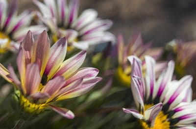 Sunlit Gazania Daisy Striped Petals Phone Background