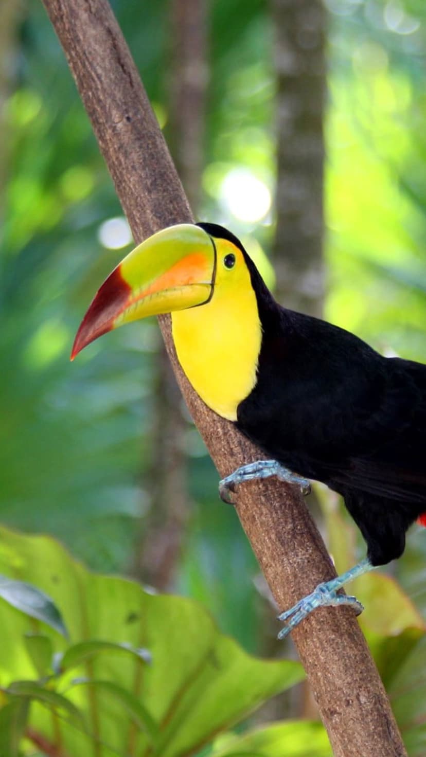 Keel-billed toucan with a rainbow beak perches on a mossy tree branch against a blurred green rainforest background.