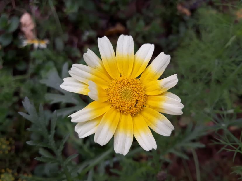White daisy with a yellow center blooms amidst blurred green garden leaves in a high-detail vertical macro shot.