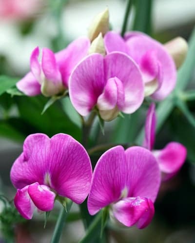 Close-up of Vibrant Pink Sweet Pea Flowers in Bloom