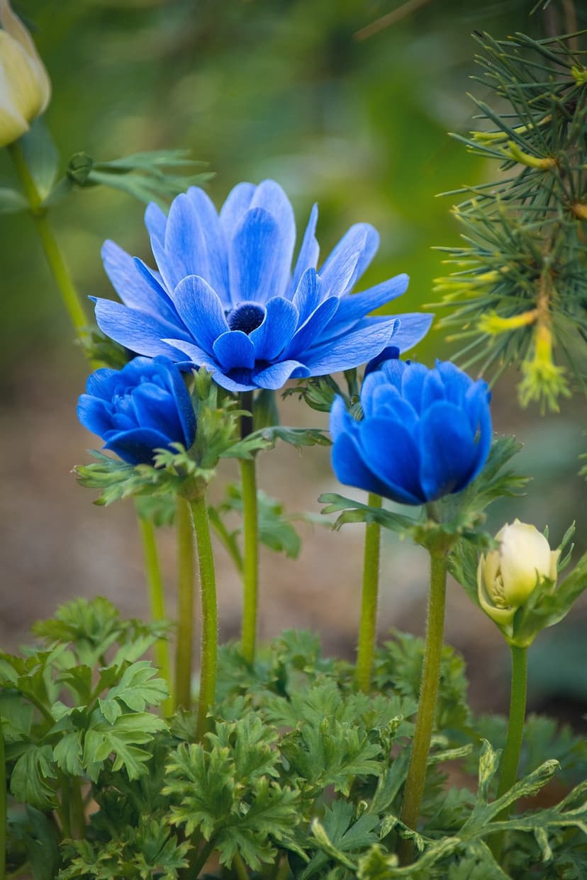 Blue anemone flowers with dark centers bloom amidst green leaves and a yellow bud in a soft-focus garden scene.