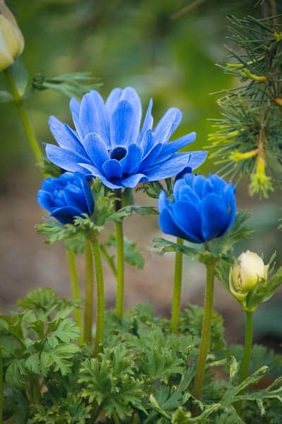 Vibrant Blue Anemone Flowers Blooming in Garden