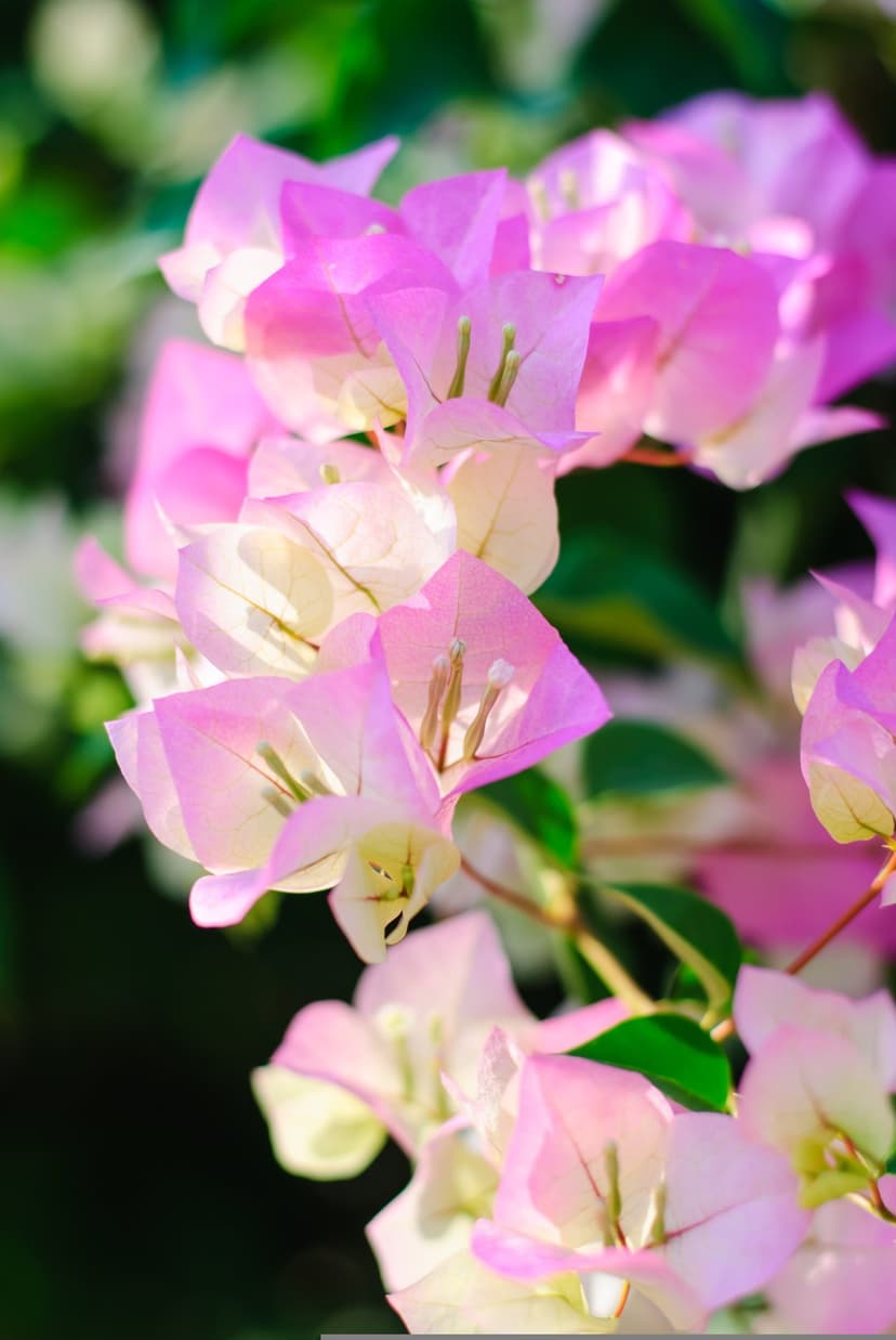 Pink and white bougainvillea flowers with delicate translucent petals and green leaves in a close-up macro view.