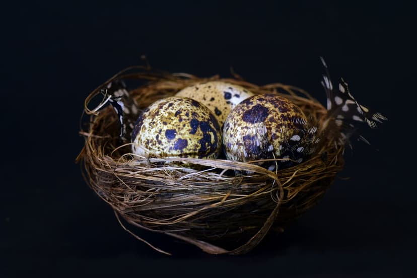 Three speckled quail eggs and a spotted feather sit inside a rustic bird nest against a dark background.