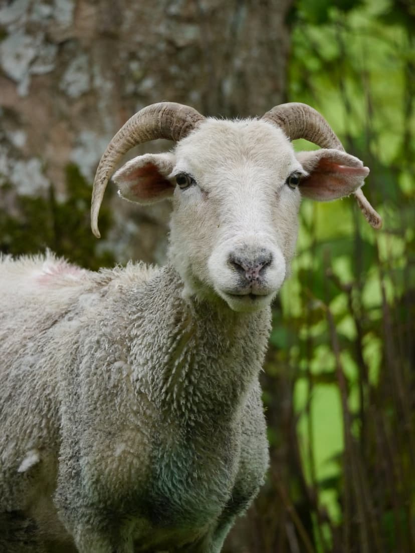 White ram with large curved horns and dark eyes stands before a blurred background of green leaves and a tree.