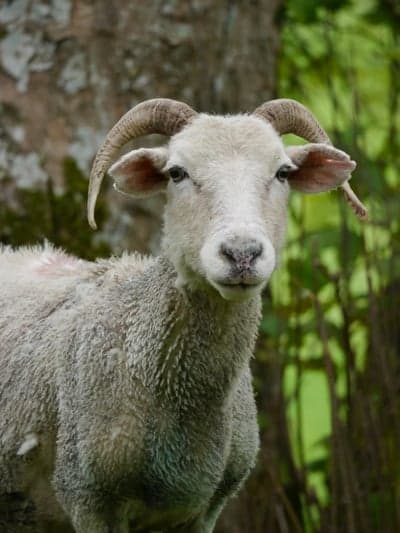 Close-up of a ram with prominent curved horns