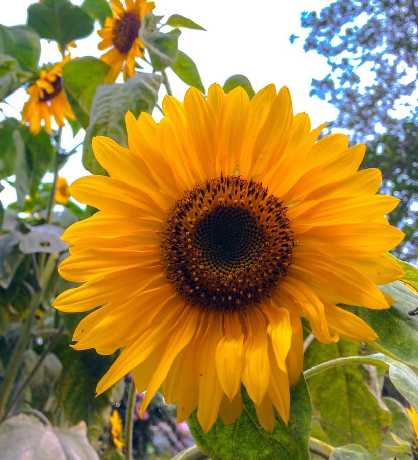 Yellow sunflower with golden petals and a dark textured center against a blurred green garden background.