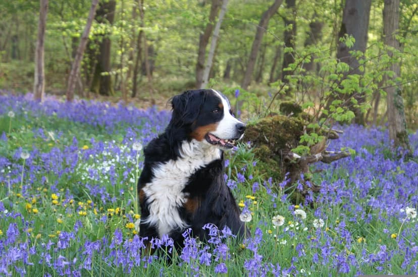 Bernese Mountain Dog sits in a field of purple bluebells under dappled sunlight in a lush green spring forest.