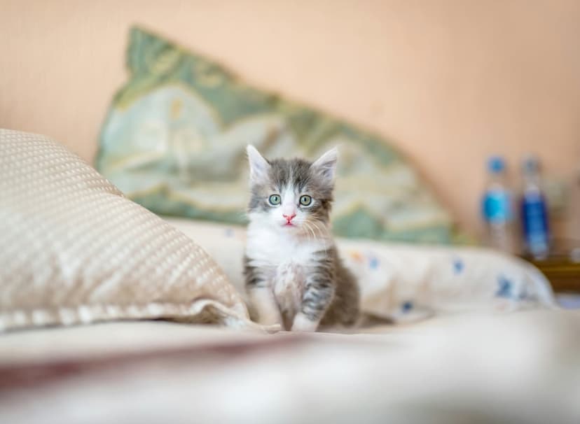 Fluffy grey and white kitten with bright blue eyes sits on a white blanket with a blurred bedroom background.