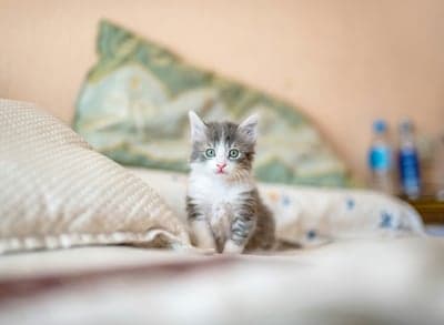 Adorable fluffy kitten sitting on a bed