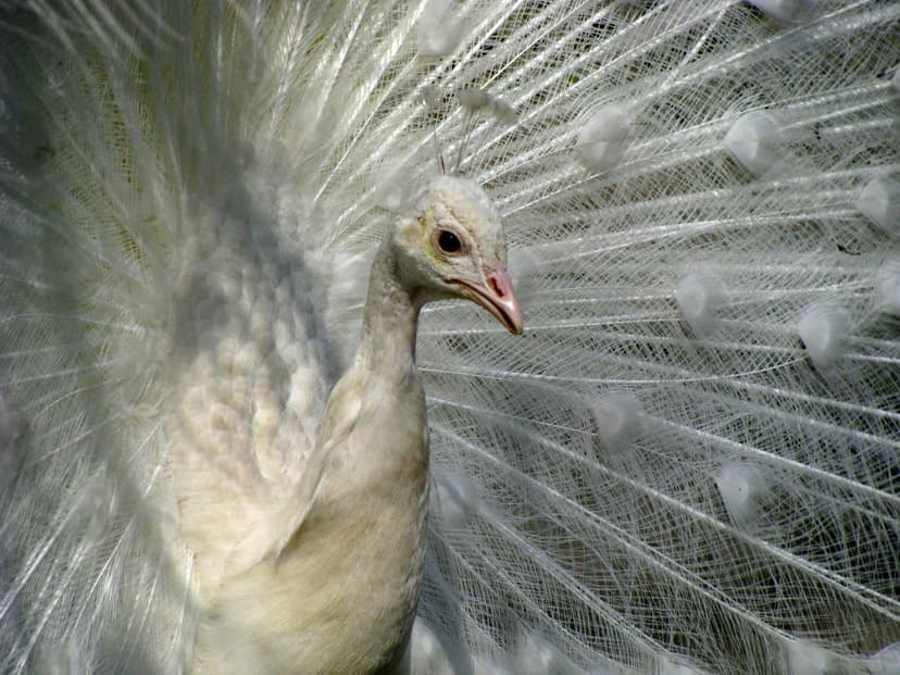 White peacock displays its fanned circular tail feathers with intricate lace patterns and a slender upright neck.