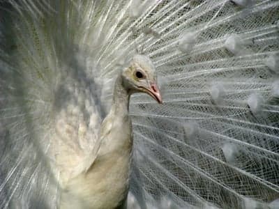 Majestic White Peacock Displays Its Elaborate Plumage