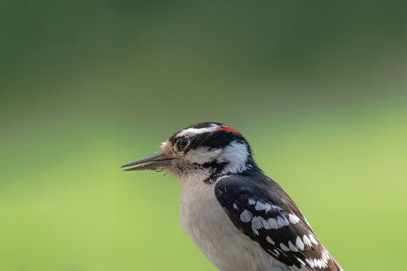 Downy Woodpecker with a red head patch and black and white feathers perches on a soft green background.