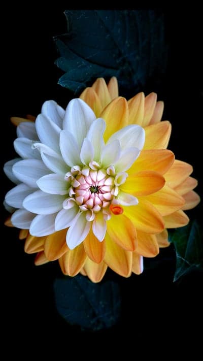 Bi-Color Bloom - Split Dahlia Beauty