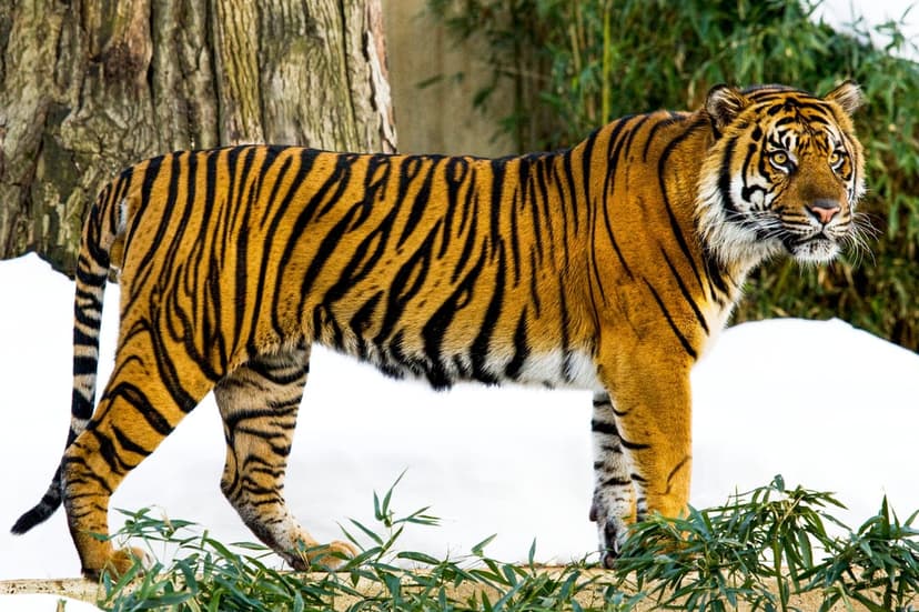 Tiger with orange and black fur stands in deep snow surrounded by frost-covered evergreen trees and winter brush.