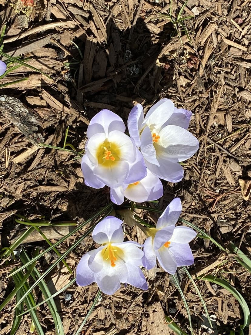 Pale purple crocus blossoms with bright yellow stamens bloom through textured brown wood mulch in sunlight.