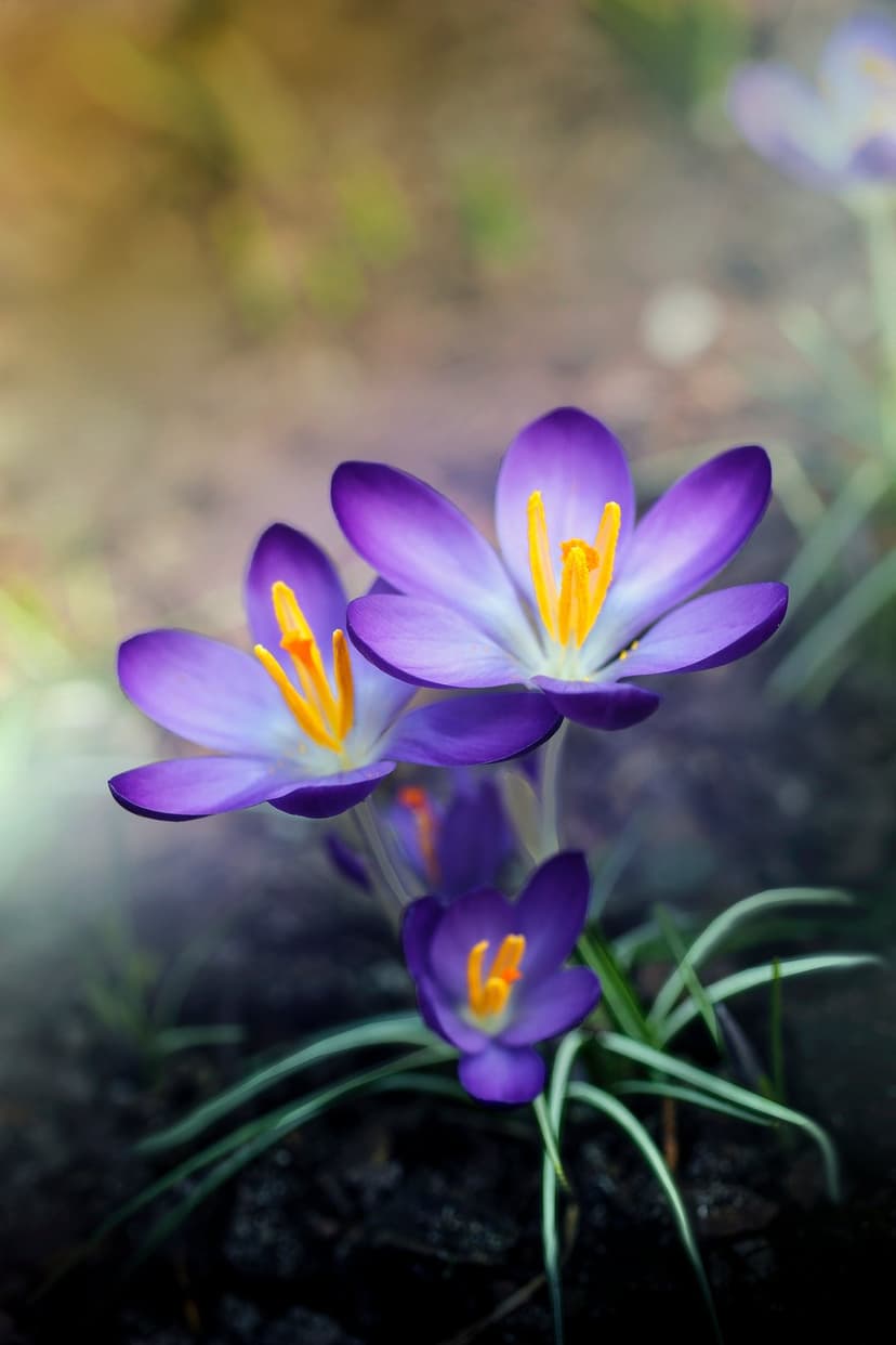 Purple crocus flowers with yellow centers bloom in soft sunlight against a blurred green garden background.