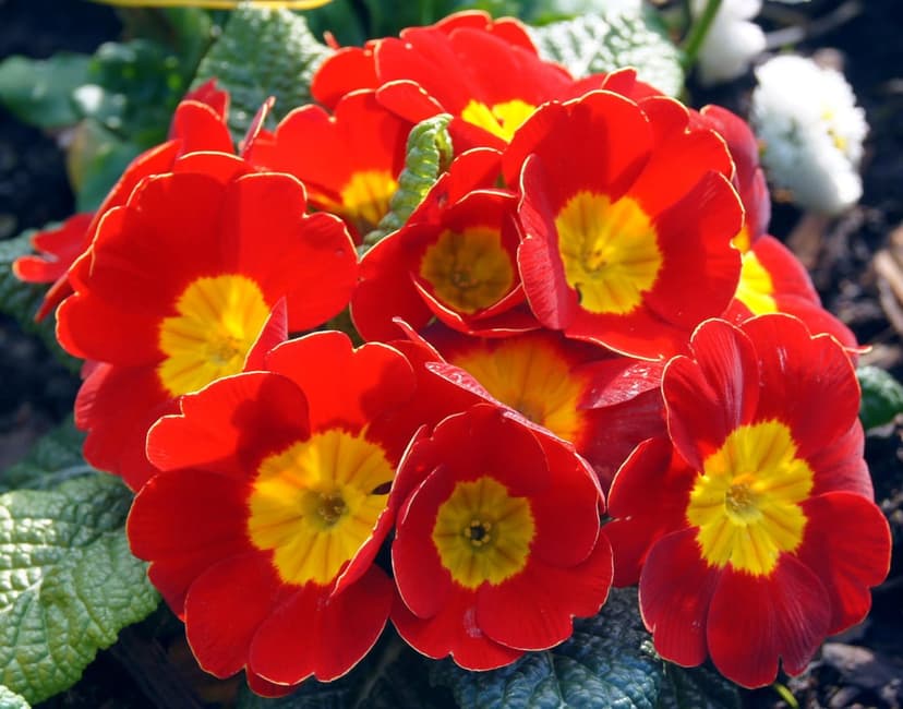 Scarlet red primrose flowers with bright yellow centers bloom against a soft green leafy garden backdrop.