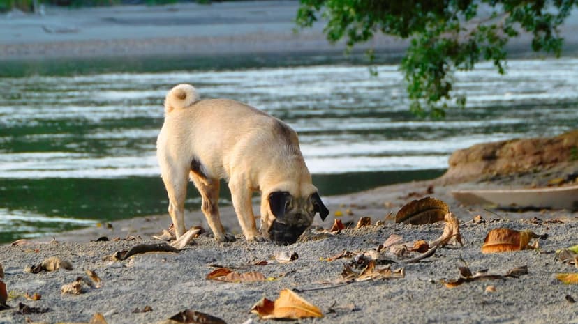 Fawn pug sniffing a sandy riverbank covered in fallen leaves under a green tree branch with rippling water.