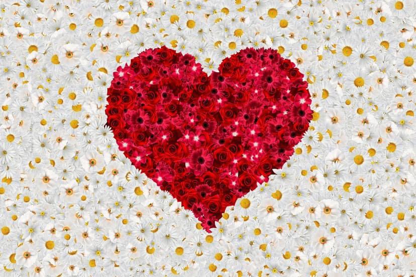 Heart shape made of red roses and gerberas centered in a dense field of white daisies with yellow centers.