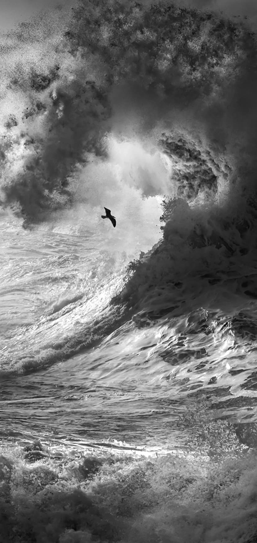 Massive cresting ocean wave crashing with white foam and a lone bird flying against a dark, stormy monochrome sky.