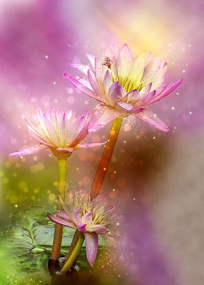 Ethereal Pink Water Lily Bee Garden Mobile Wallpaper