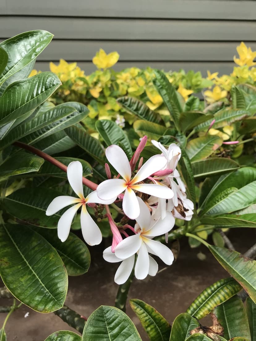 White plumeria blossoms with yellow centers rest against green leaves and a blurred sunny yellow background.