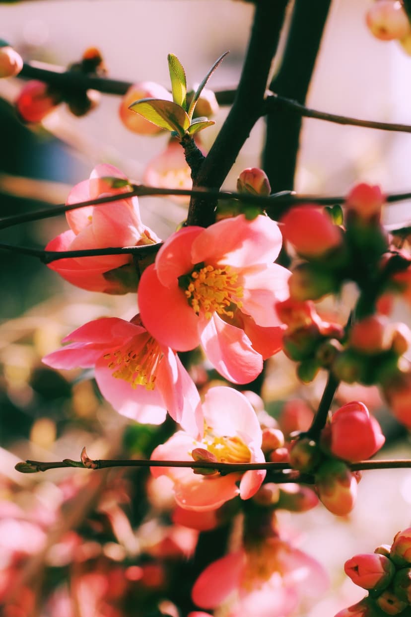 Pink quince flowers with golden stamens glow in sunlight against a soft green and brown blurred background.