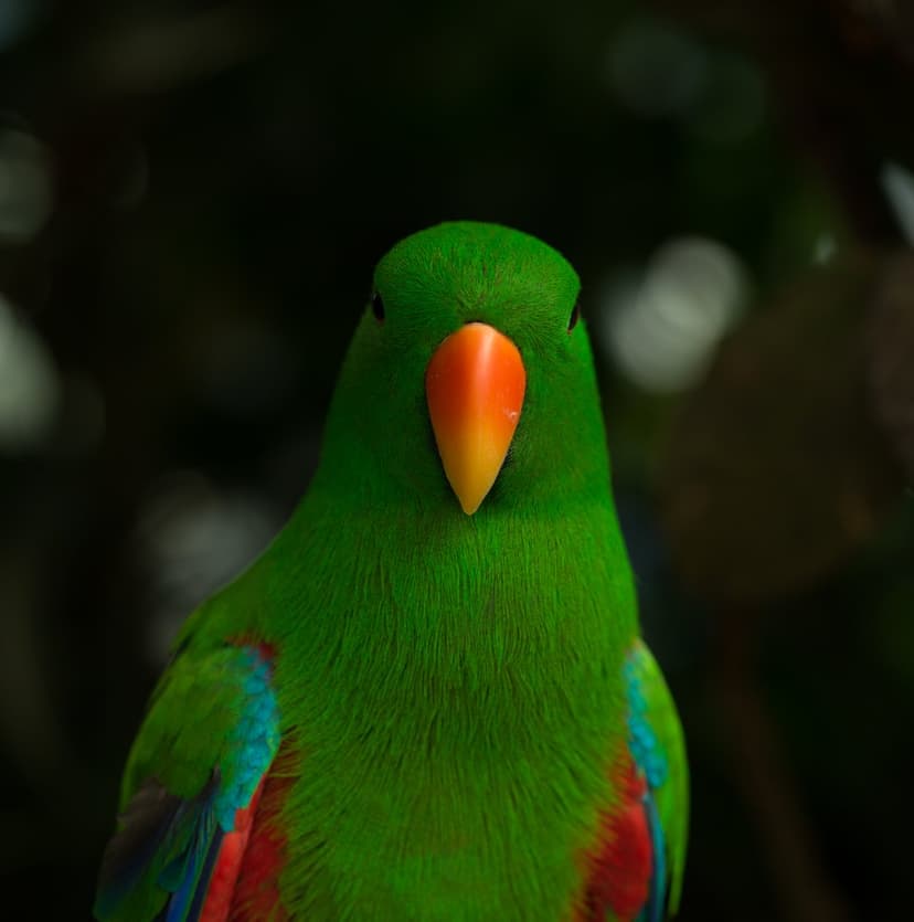 Male Eclectus parrot with bright green feathers and an orange beak gazes forward against a dark blurred background.