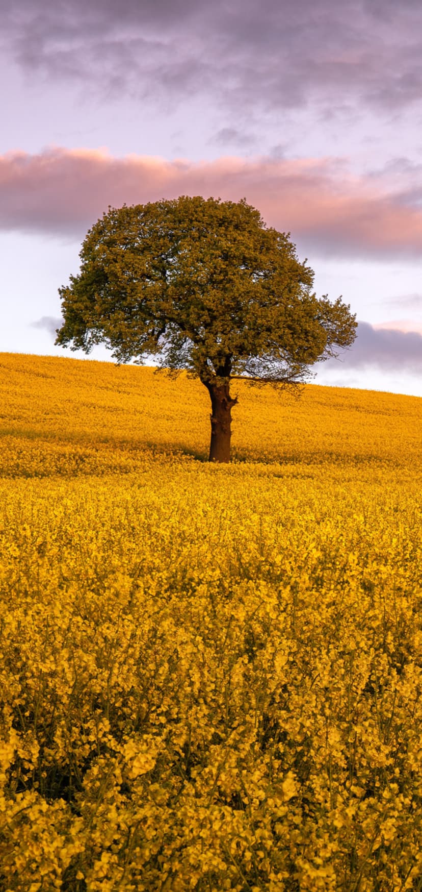 Lone green tree stands in a blooming yellow canola field under a soft purple and pink sunrise sky on rolling hills.