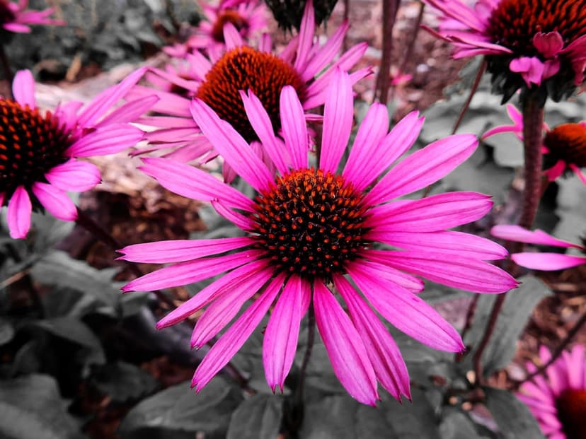 Pink Echinacea flowers with dark spiky centers and fuchsia petals against a soft desaturated garden background.