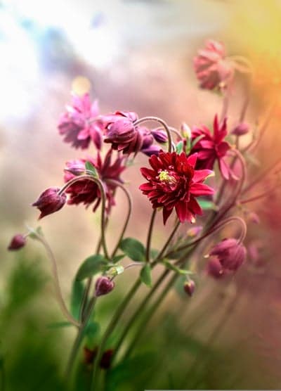 Red and Pink Columbine Flowers in Soft Bokeh