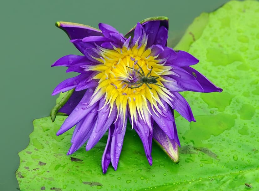 Purple Lotus Blossom and Green Spider Mobile Wallpaper