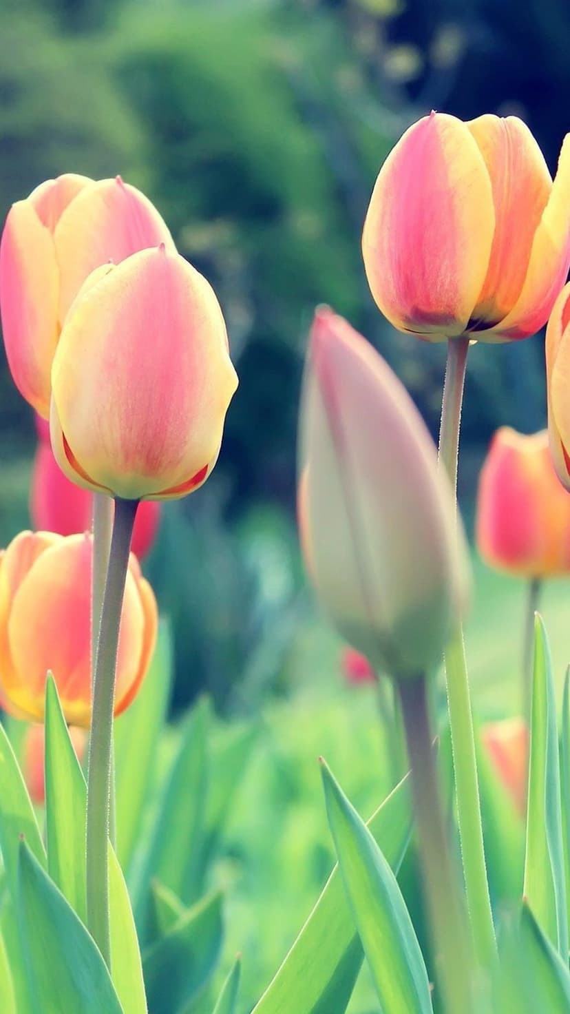 Red roses, sunflowers, and purple tulips bloom across a diverse botanical montage with soft lighting effects.