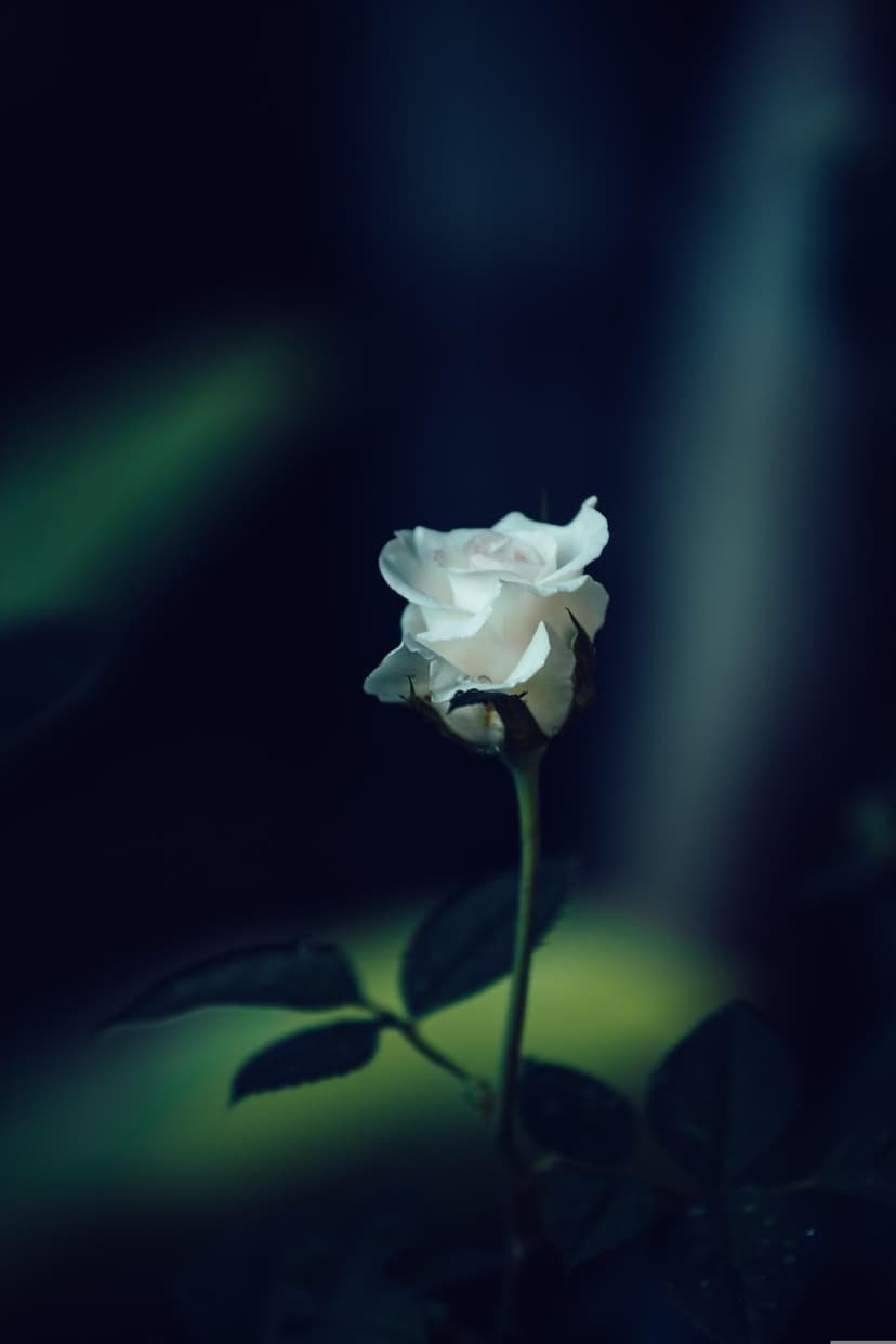 White rose flower with soft light on its petals against a dark, out-of-focus background of leaves and shadows.