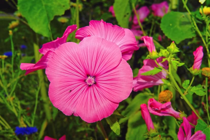 Pink mallow flower with delicate fanning petals and a central stamen surrounded by green leaves and flower buds.