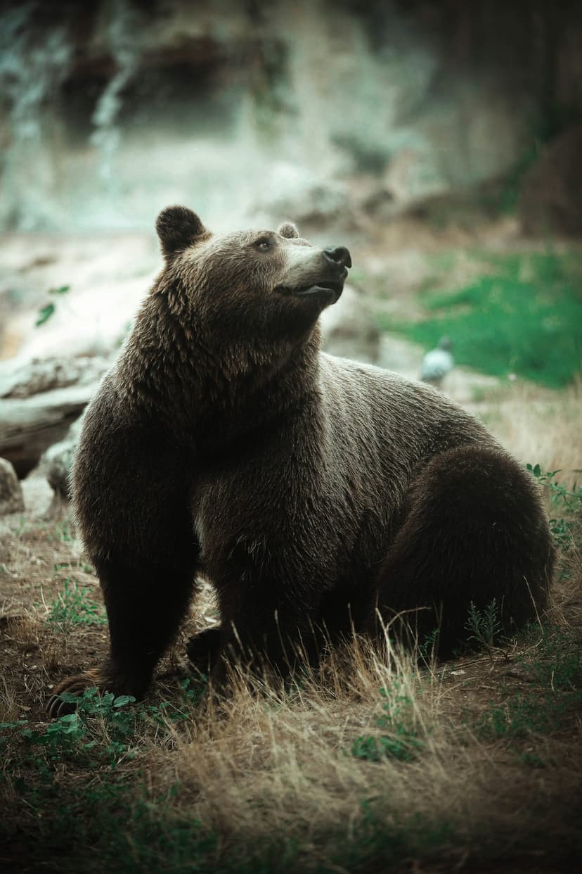 Brown bear with thick fur sits in a grassy meadow and tilts its head upward against a soft nature backdrop.