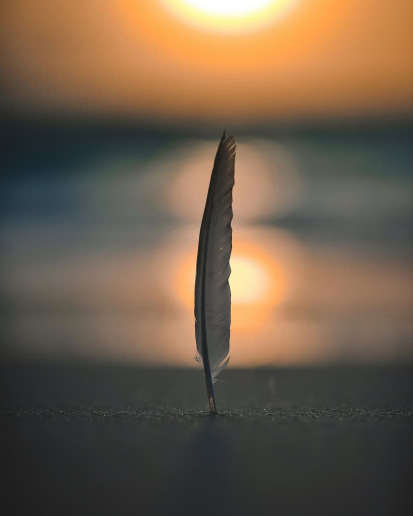 Single feather stands upright on a shore with a blurred golden sunset reflecting off the water in the background.
