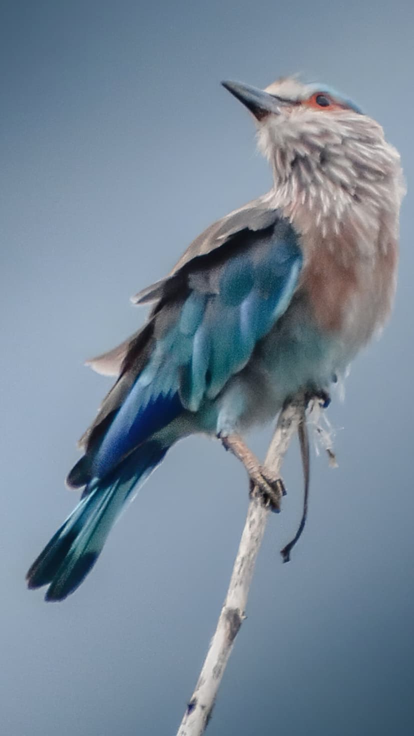 Indian Roller bird with blue wings tilts its head up while perched on a thin branch against a soft sky.