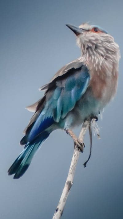 Colorful Indian Roller Bird Wildlife Phone Background