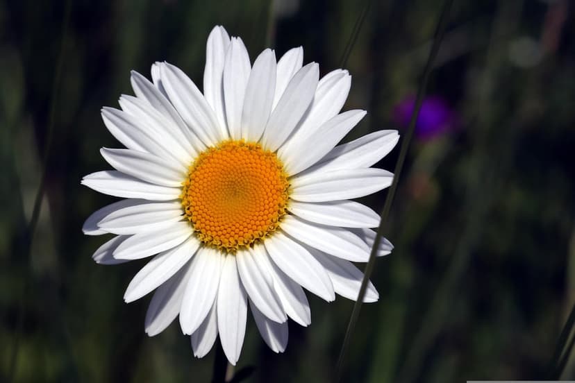 White daisy flower with a textured yellow center shown in a macro close-up against a blurred dark green background.