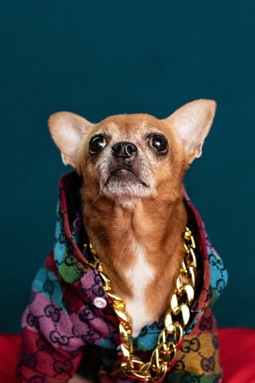 Chihuahua wearing a patterned designer hoodie and chunky gold chain looking upward against a teal background.