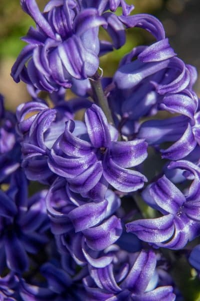 Close-up of vibrant purple hyacinth flowers in bloom