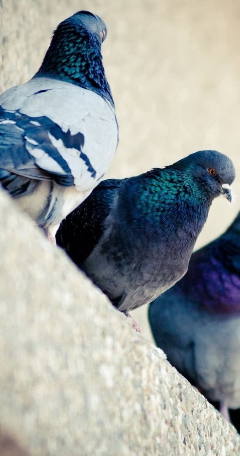Pigeons with iridescent purple and green neck feathers perch on a textured gray stone surface in a macro close-up.