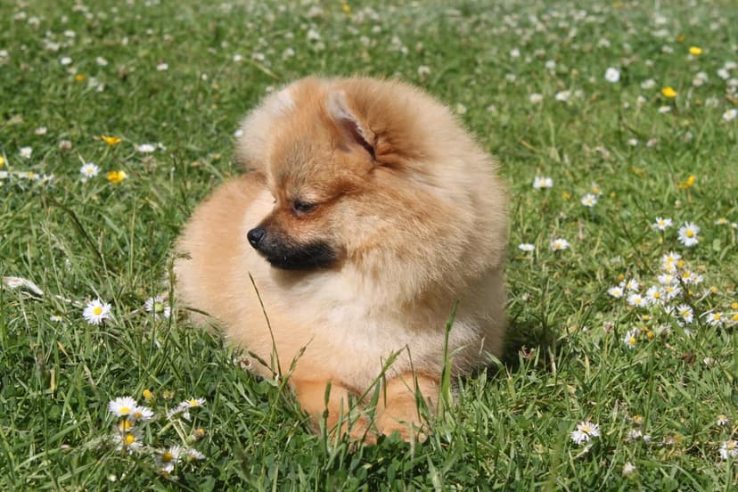 Fluffy golden Pomeranian puppy dozing in a green meadow filled with white daisies and yellow buttercup flowers.